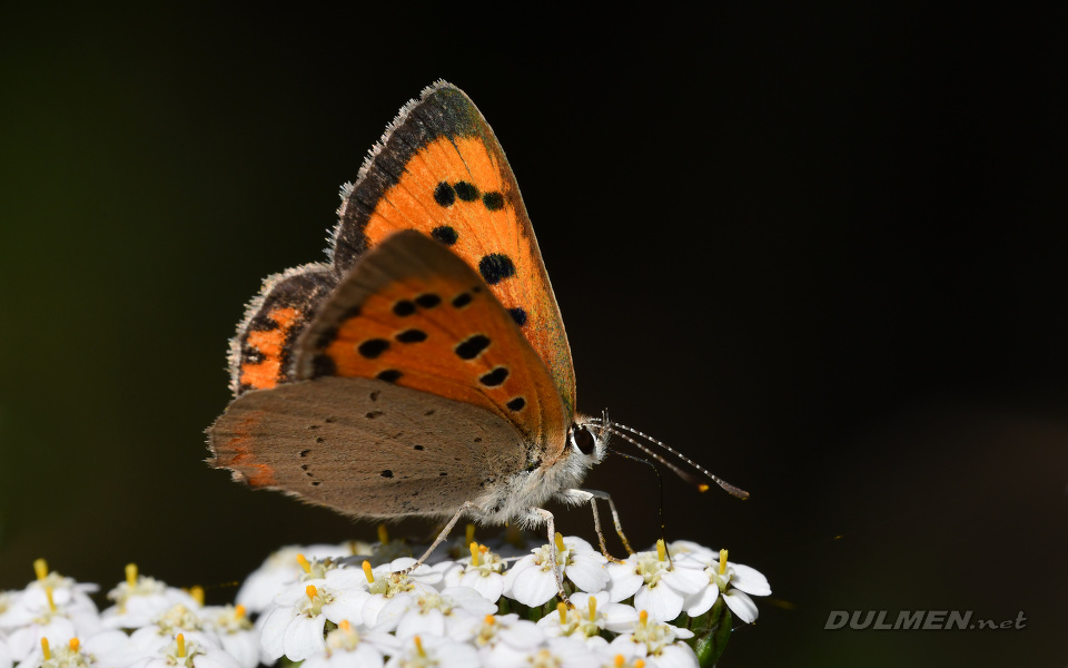 Small Copper (Lycaena phlaeas)